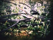 Storm Sandy's Aftermath